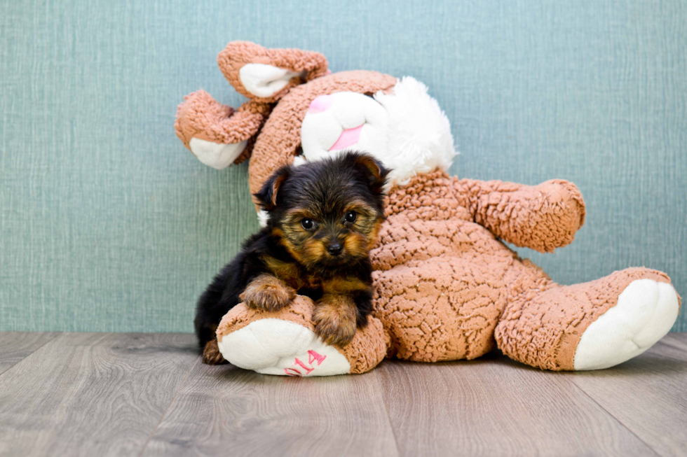 Meet Timmy - our Yorkshire Terrier Puppy Photo 