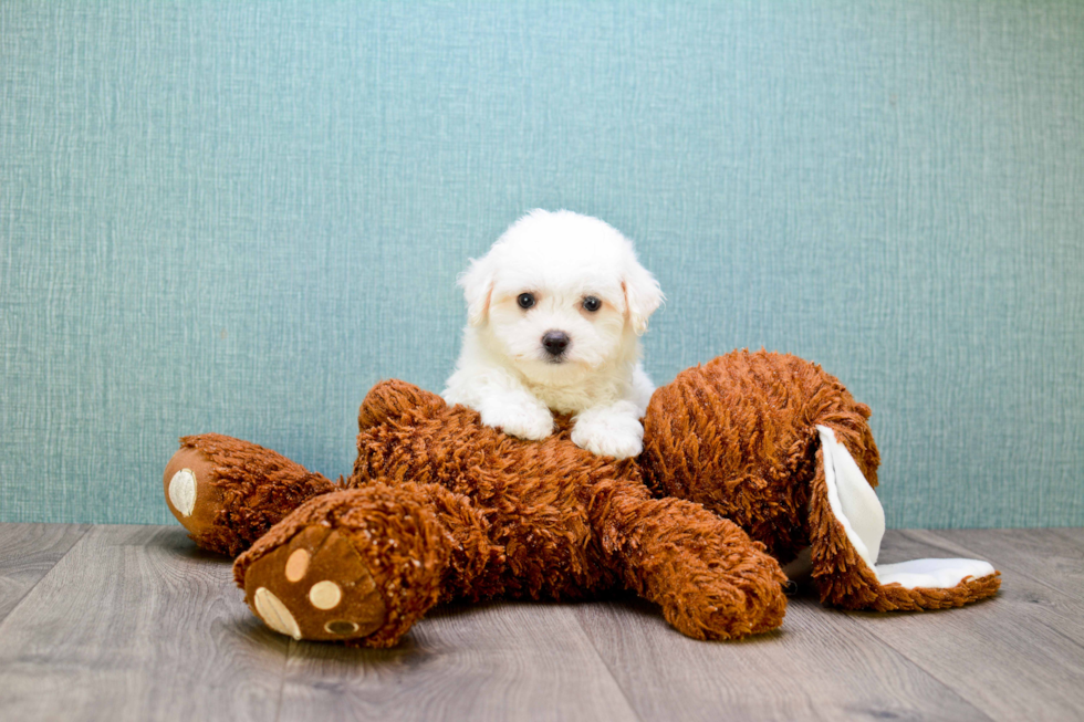 Maltipoo Pup Being Cute