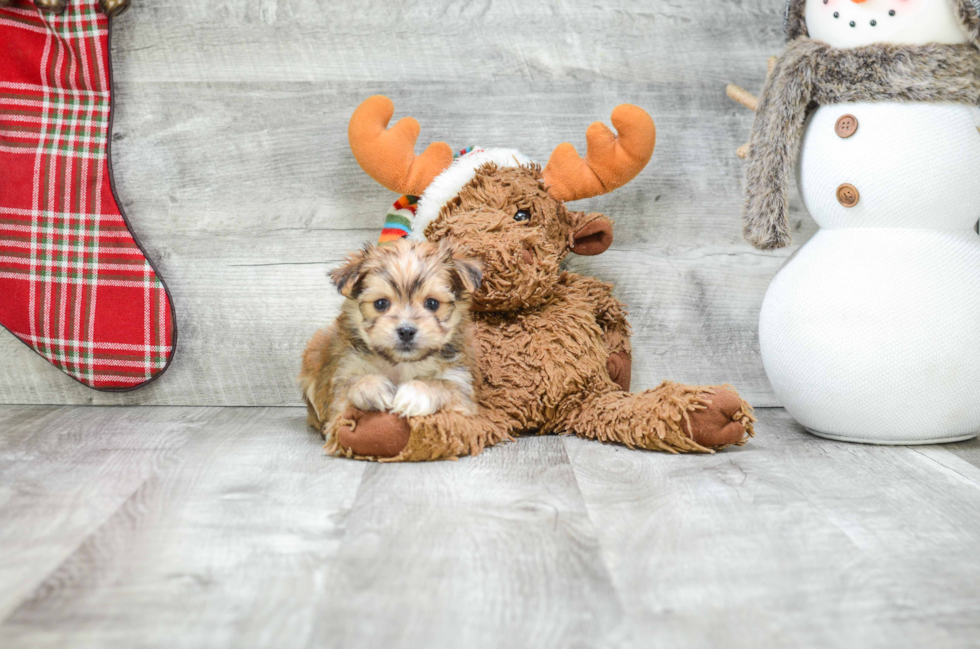 Morkie Pup Being Cute