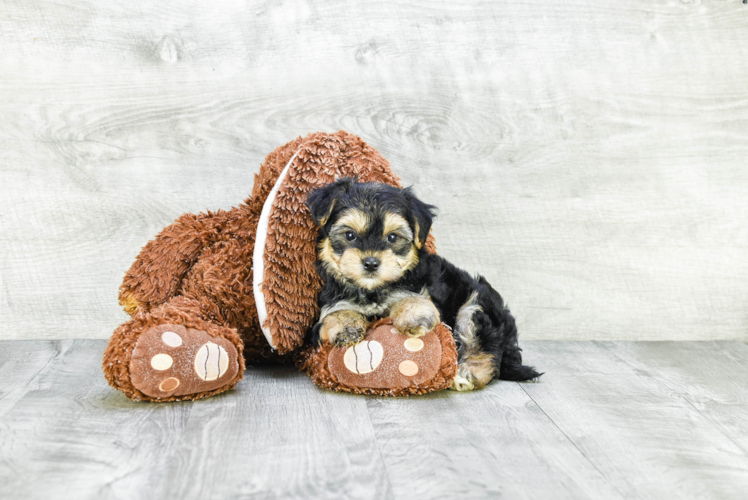 Smart Morkie Designer Pup