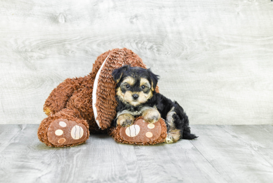 Smart Morkie Designer Pup