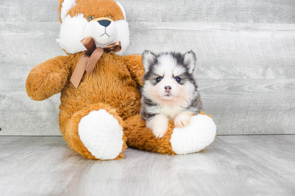 Popular Pomsky Designer Pup