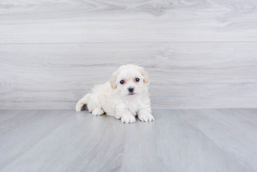 Fluffy Maltipoo Poodle Mix Pup