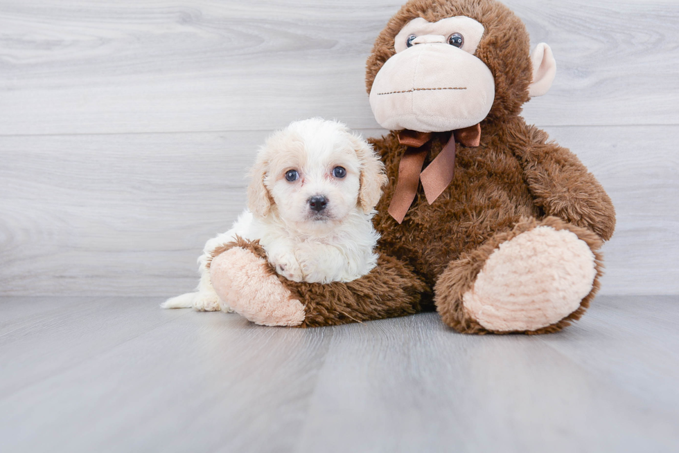 Popular Cavachon Designer Pup