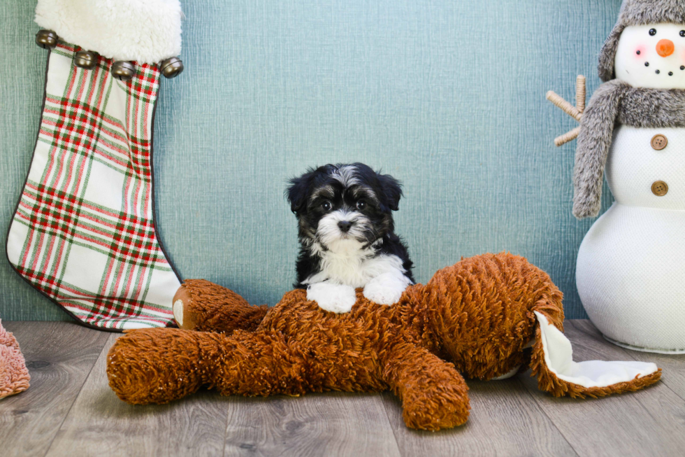 Havanese Pup Being Cute