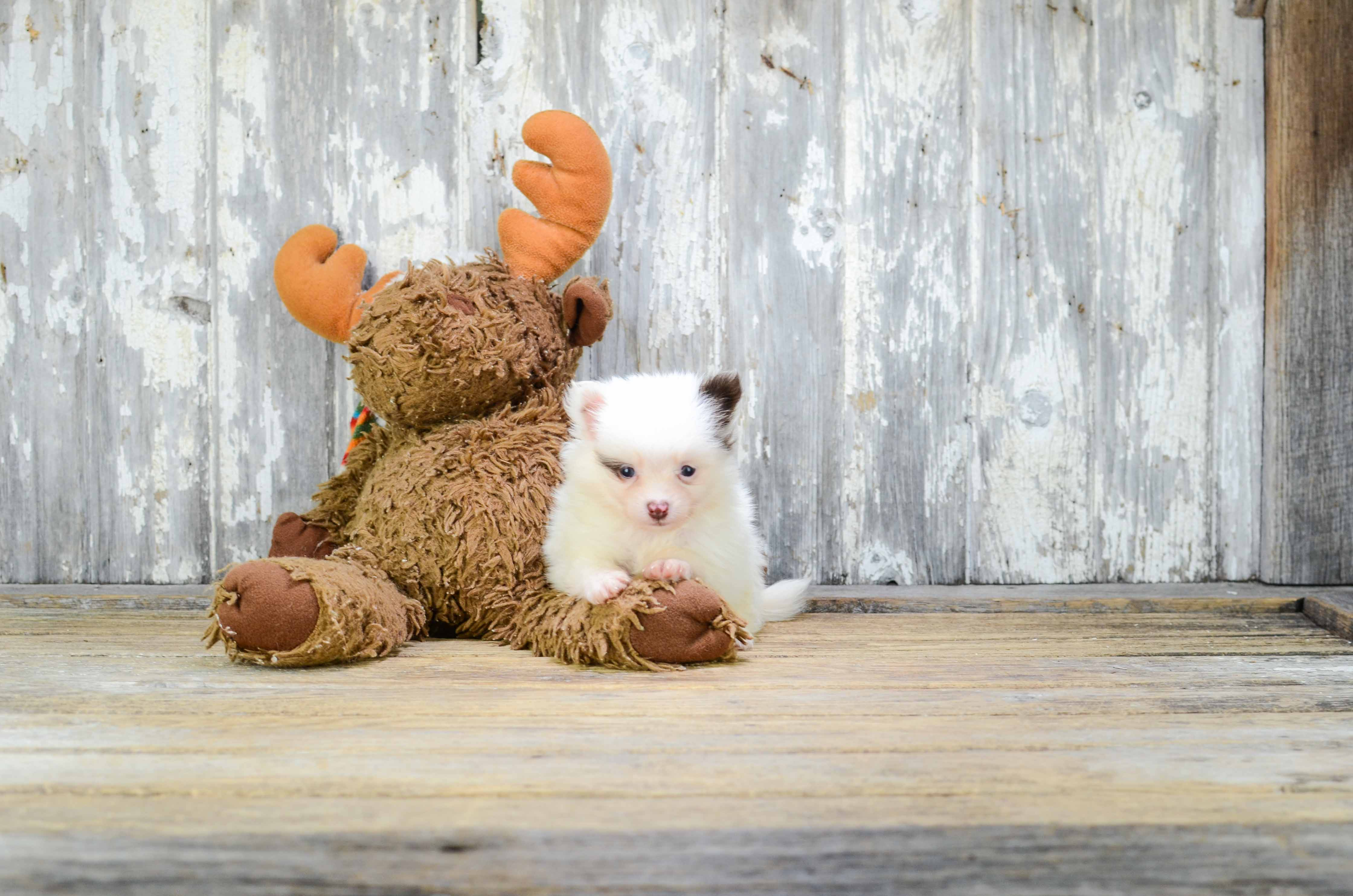 Pomeranian Pup Being Cute