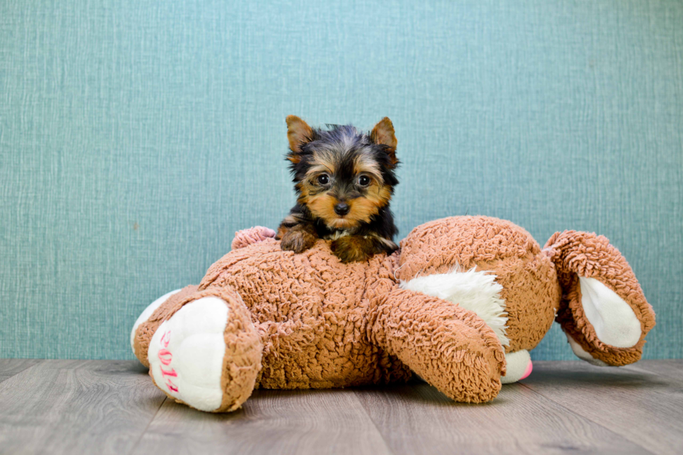 Meet Tinkerbell - our Yorkshire Terrier Puppy Photo 