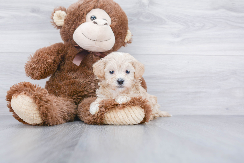 Maltipoo Pup Being Cute