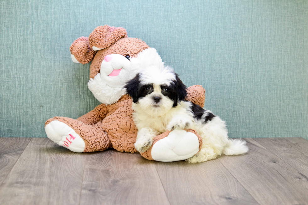 Best Teddy Bear Baby