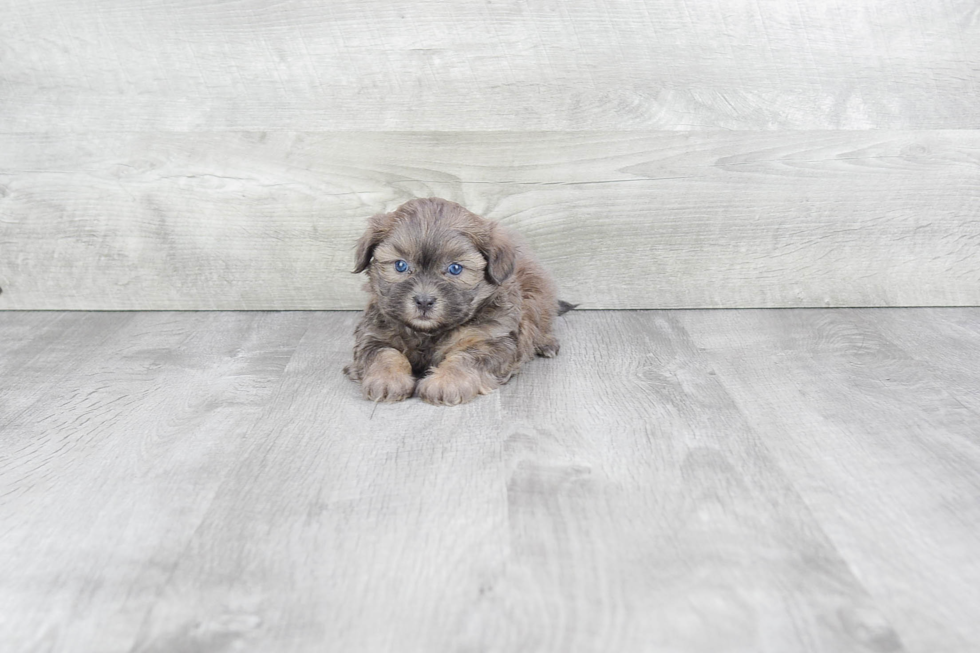 Teddy Bear Pup Being Cute