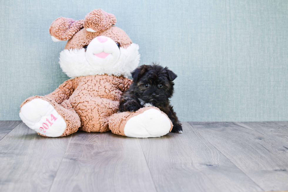 Morkie Pup Being Cute