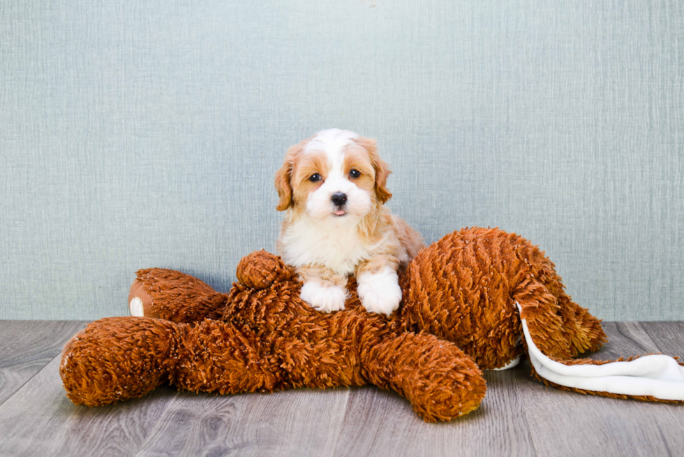 Cavapoo Pup Being Cute
