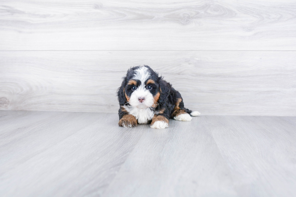 Best Mini Bernedoodle Baby