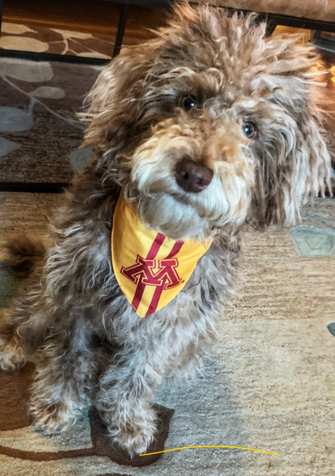 Mini Labradoodle Being Cute