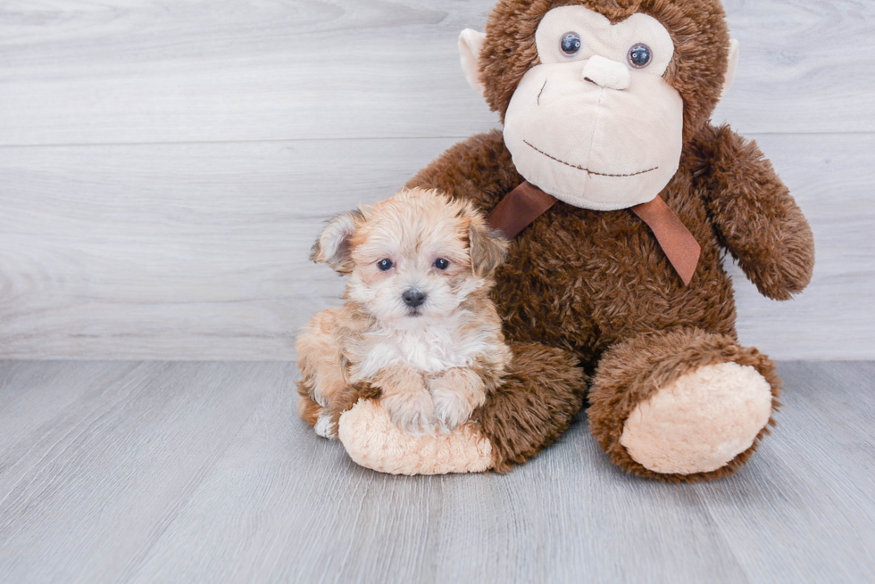 Hypoallergenic Yorkie Designer Puppy