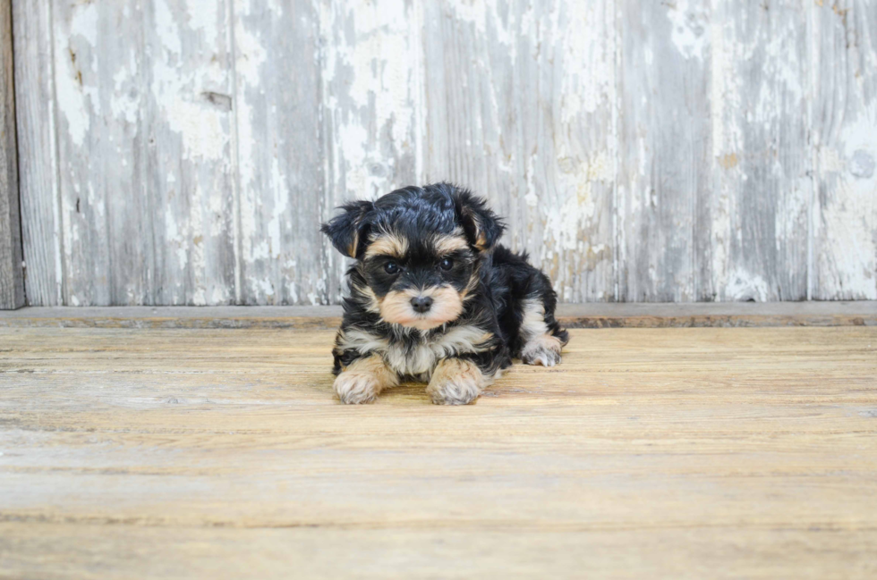 Morkie Pup Being Cute