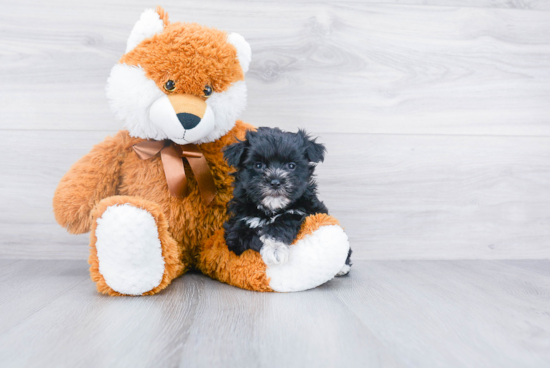 Smart Morkie Designer Pup