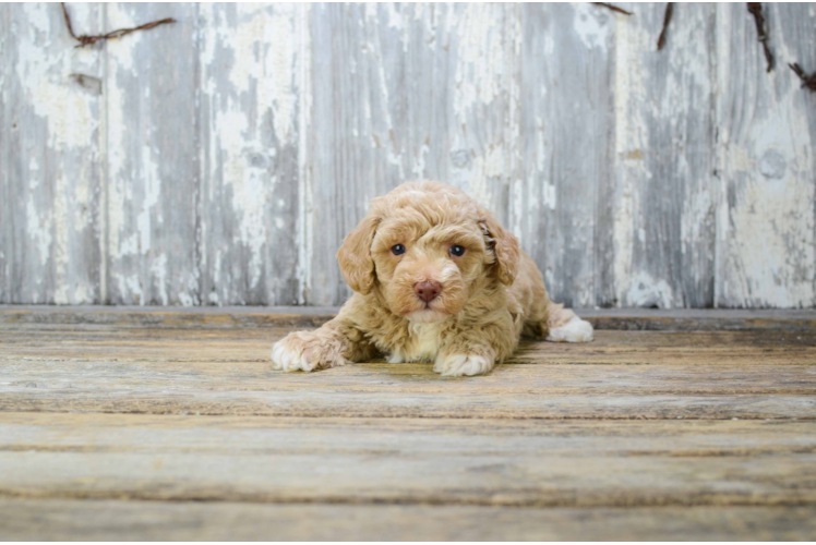 Hypoallergenic Poodle Baby