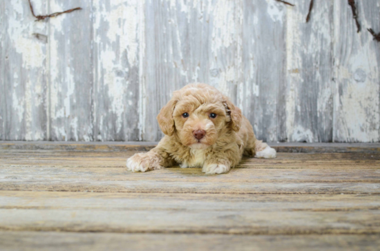 Hypoallergenic Poodle Baby