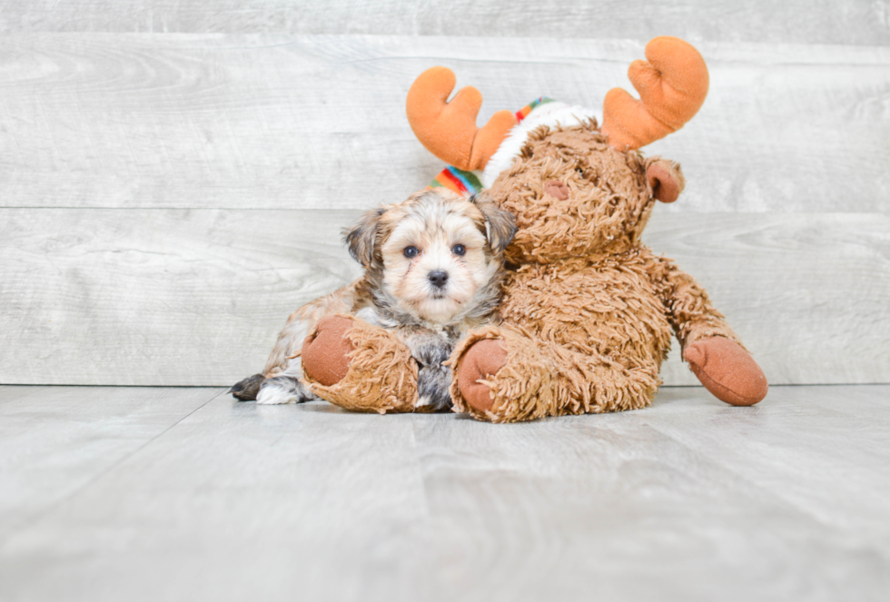 Hypoallergenic Yorkie Designer Puppy