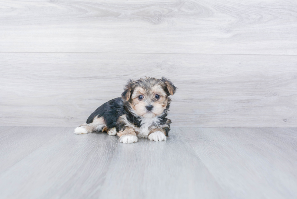 Morkie Puppy for Adoption