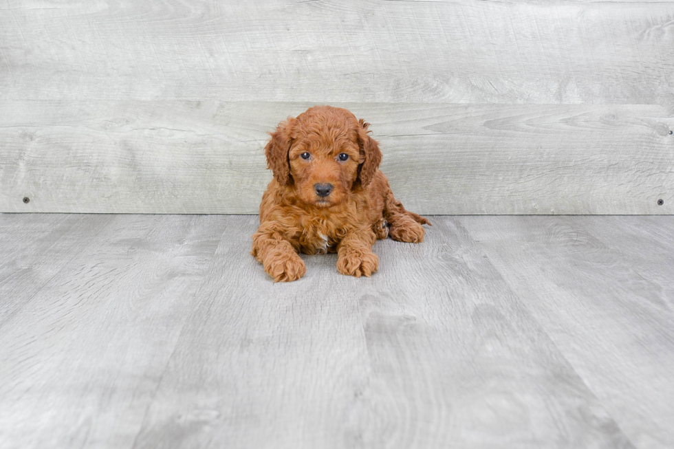 Adorable Golden Retriever Poodle Mix Puppy