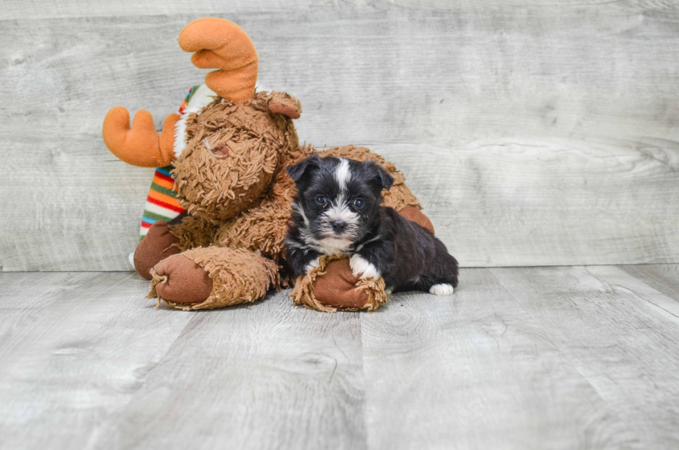 Best Morkie Baby