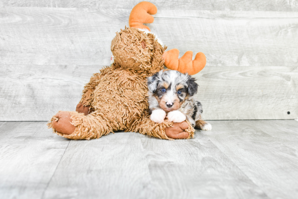 Small Mini Aussiedoodle Baby