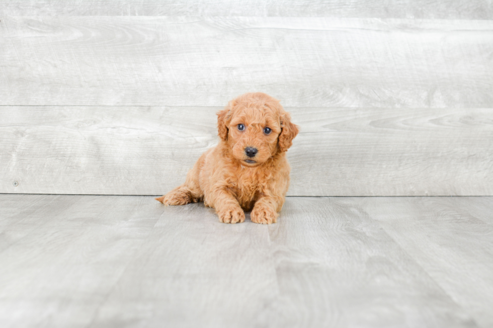 Mini Goldendoodle Pup Being Cute