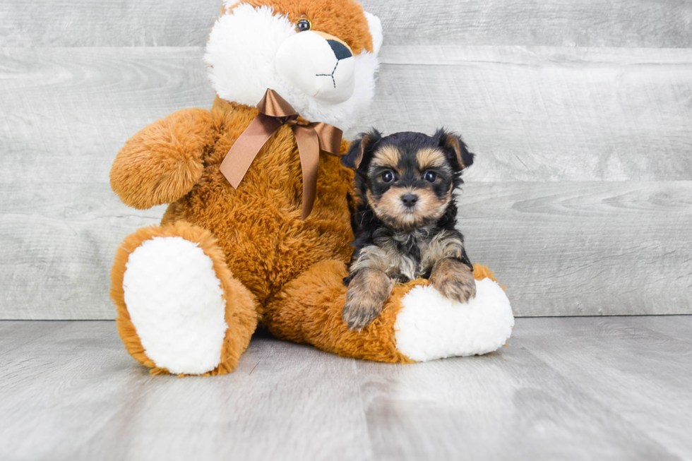 Little Yorkie Designer Puppy
