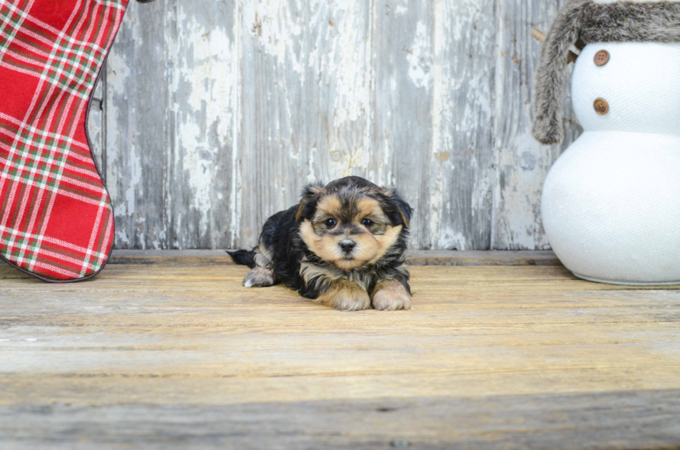 Best Morkie Baby