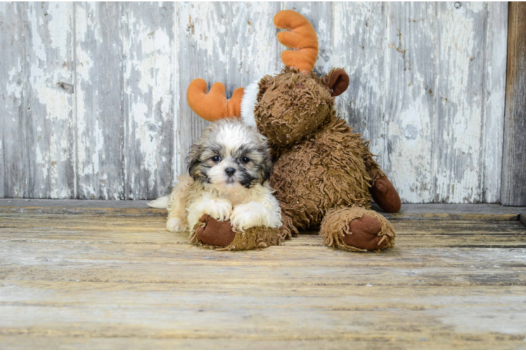 Best Teddy Bear Baby