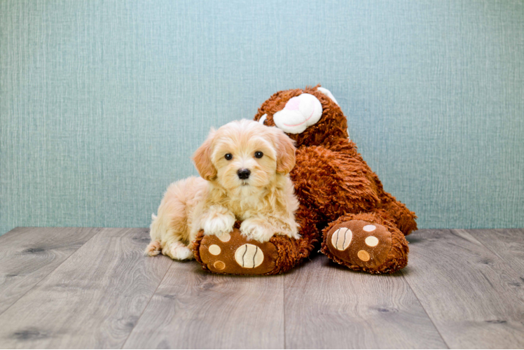 Maltipoo Pup Being Cute