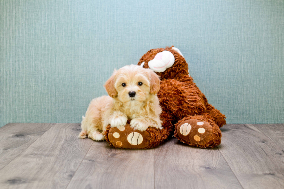 Maltipoo Pup Being Cute