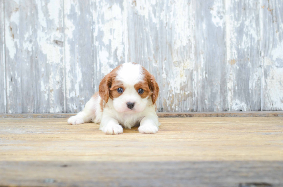 Petite Cavalier King Charles Spaniel Purebred Puppy