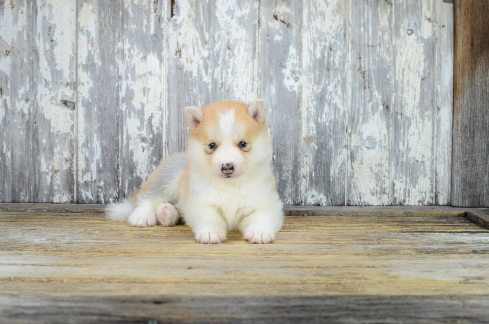 Petite Pomsky Designer Pup
