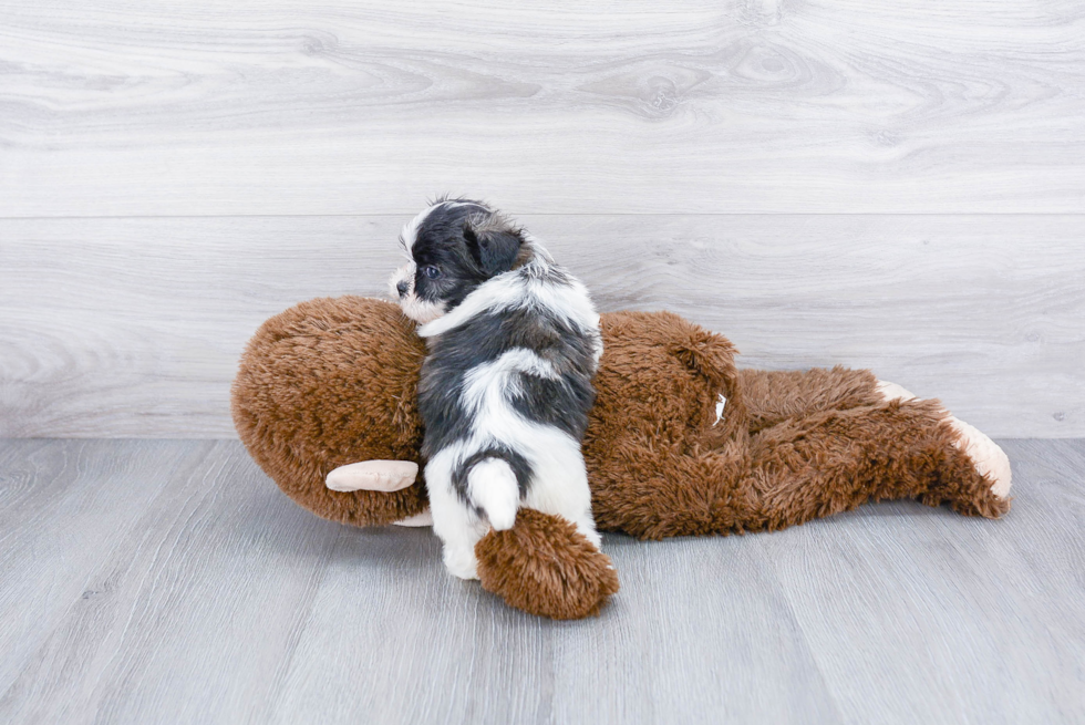 Sweet Teddy Bear Baby