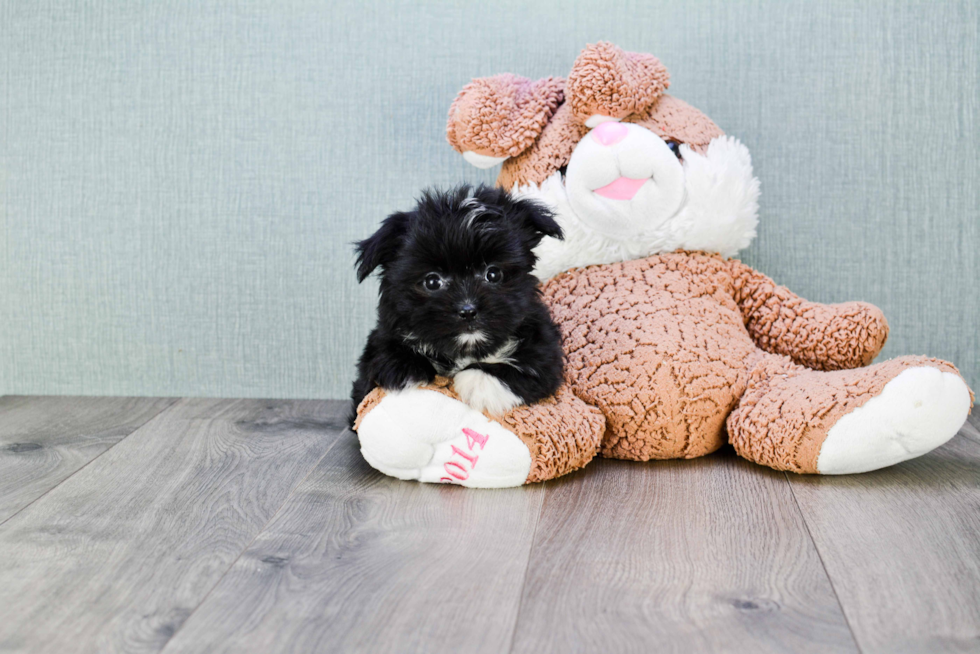 Funny Morkie Designer Pup