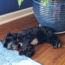 Puppy For Sale Premier Pups Puppy For Sale Premier Pups