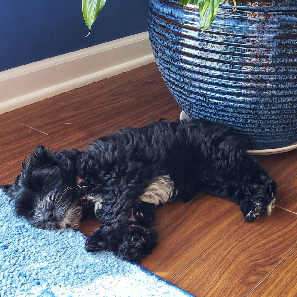 Yorkie Poo Being Cute