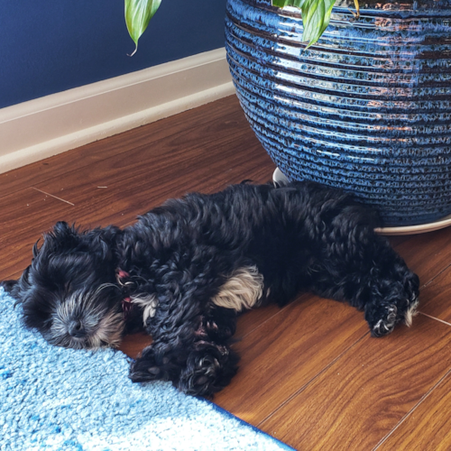 Yorkie Poo Being Cute