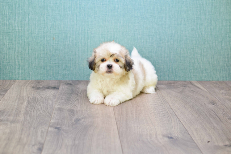 Best Teddy Bear Baby