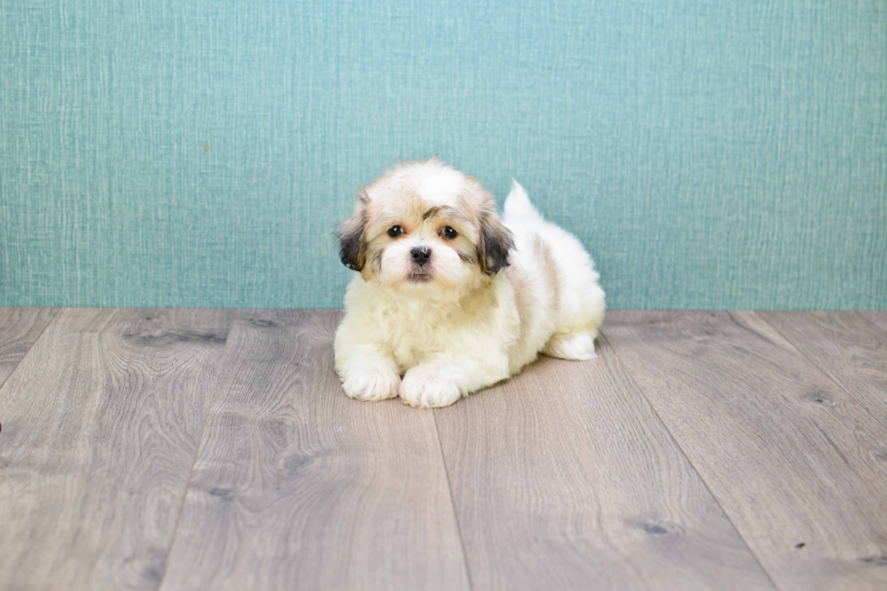 Best Teddy Bear Baby