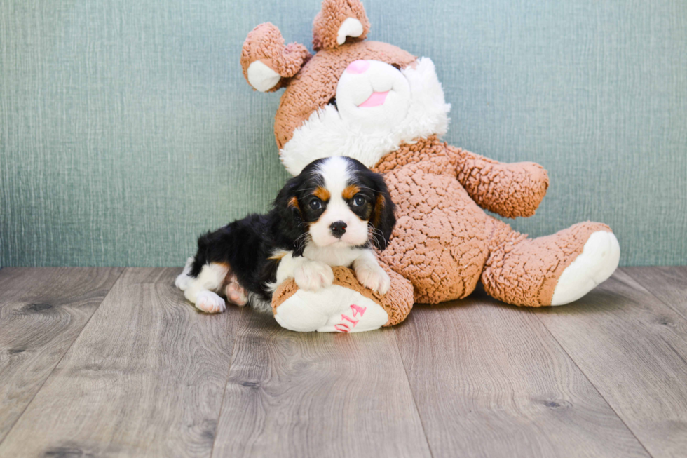 Cute Cavalier King Charles Spaniel Purebred Puppy