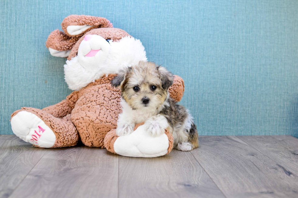 Best Maltipoo Baby