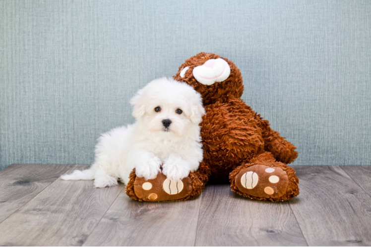 Friendly Maltipoo Baby