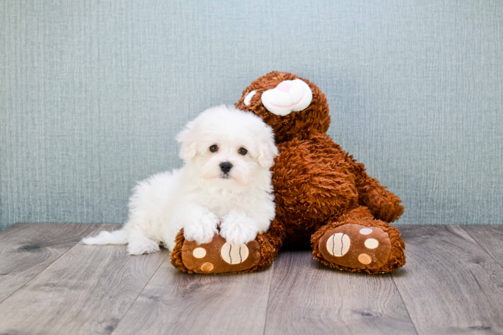 Friendly Maltipoo Baby