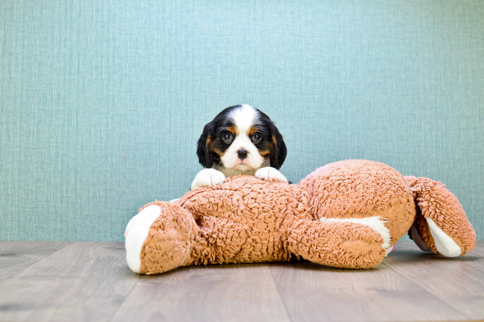 Best Cavalier King Charles Spaniel Baby