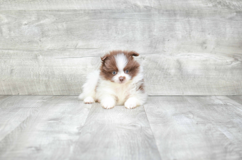 Cute Pomeranian Purebred Puppy