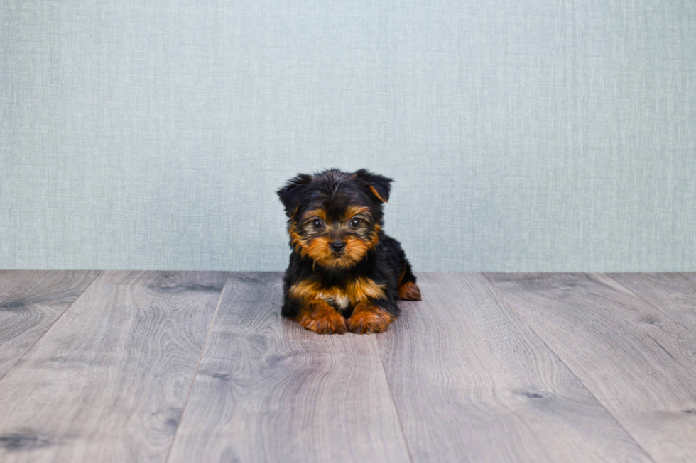 Meet Izzie - our Yorkshire Terrier Puppy Photo 